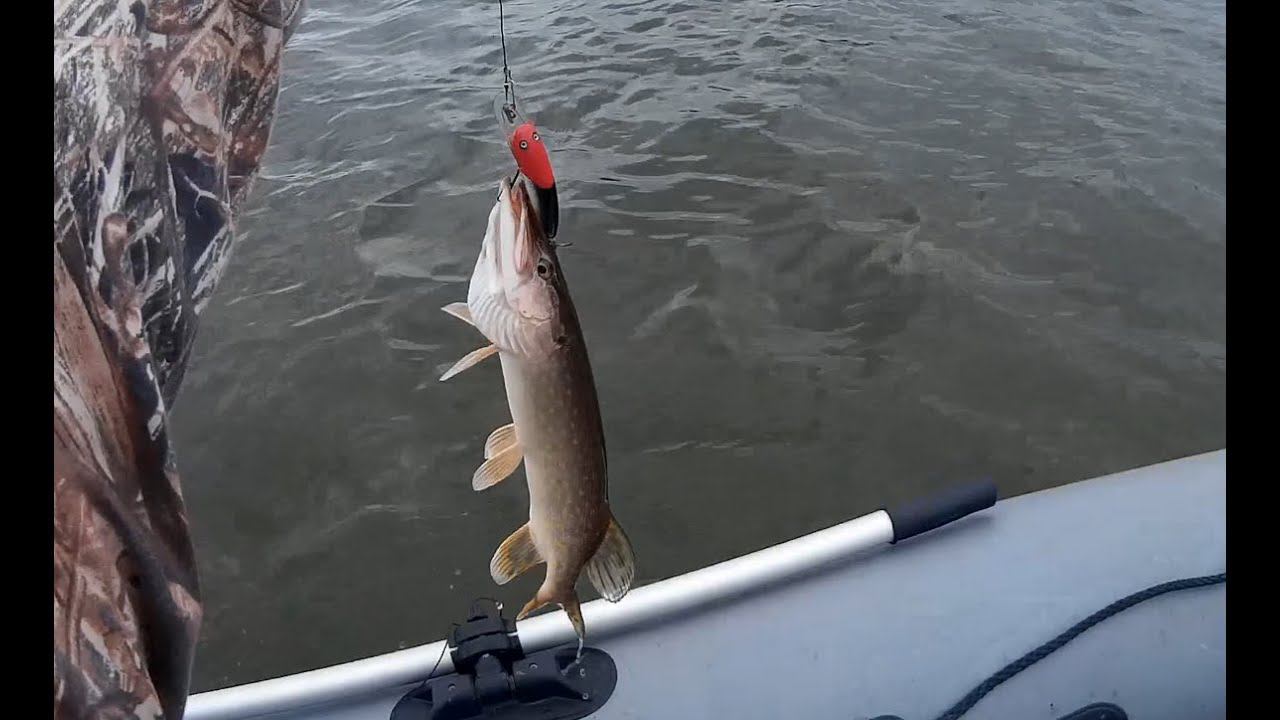 Рыбалка на щуку троллингом. Рыбалка на щуку троллингом. Троллинг на щуку. Ловля щуки троллингом осенью. Рыбалка на щуку троллингом.