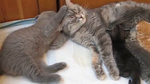 Британский котенок и кормящая шотландская кошка смотреть онлайн