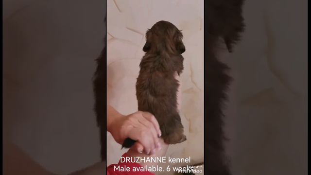 1 Мальчик ши тцу золото с черной маской смотреть онлайн