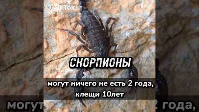 ХВХВхА