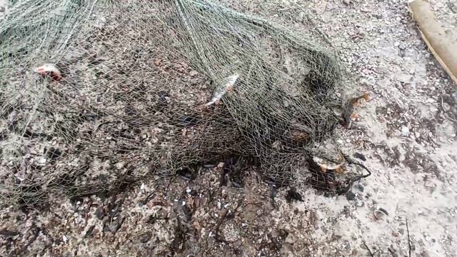 Ловлю рыбу в Нерестовый период Кастинговой сетью! рыбалка удалась ?? смотреть онлайн