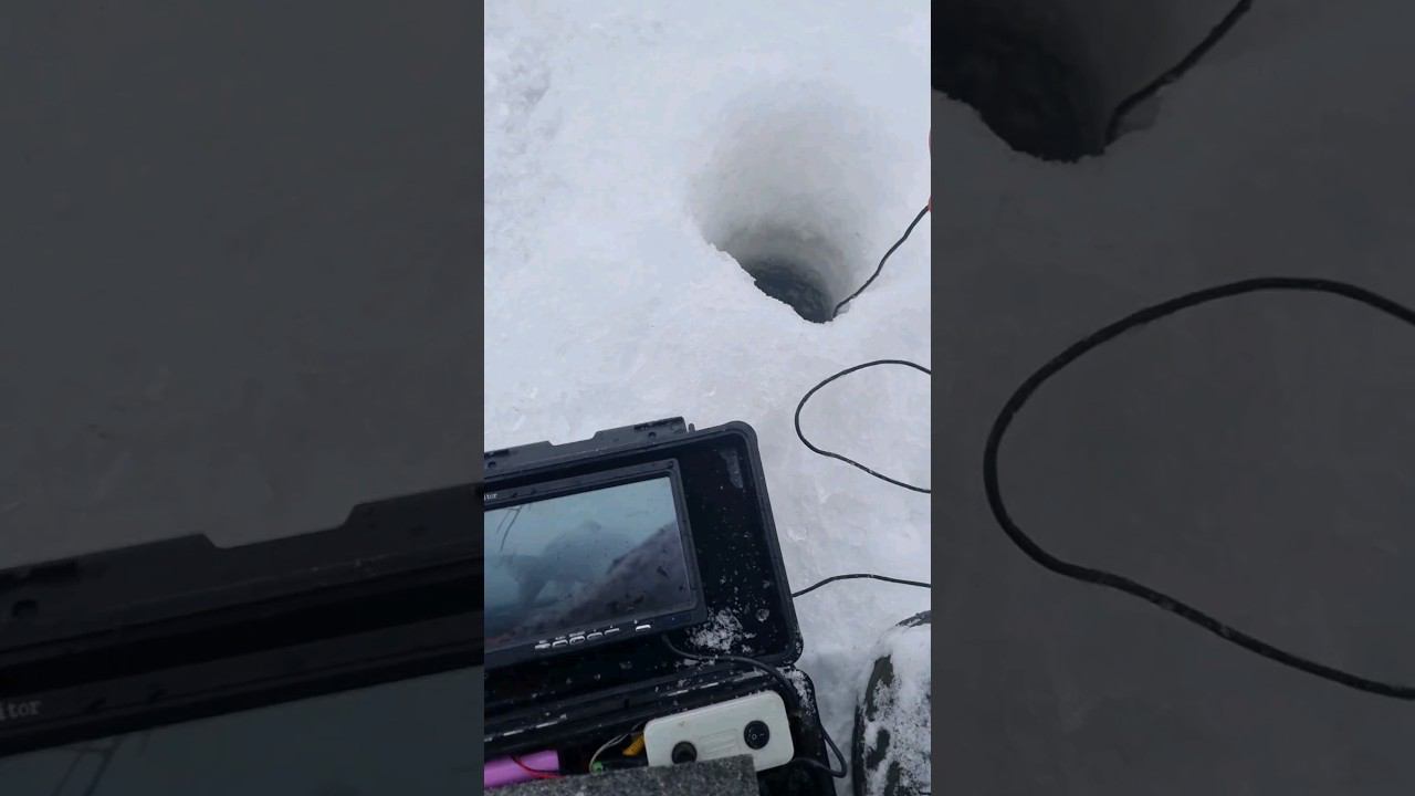 Подлёдная разведка коряжника #рыбалка #подледнаярыбалка #зимняярыбалка #подводнаясъемка #рыбалка2023 смотреть онлайн