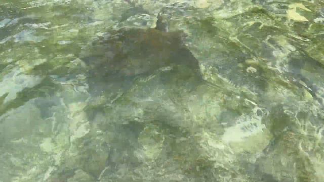 Гавайи, Оаху, Гонолулу, Вайкики, январь 2024 | Hawaii, Oahu, Honolulu, Waikiki, January 2024 смотреть онлайн