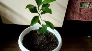 МАНДАРИН ИЗ ЗЕРНЫШКА.