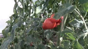 Томат Германия минусинская (Королевский сад Ильи Королева)