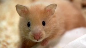 Почему ваш хомяк вас боится и как сделать так чтоб он вас не боялся?