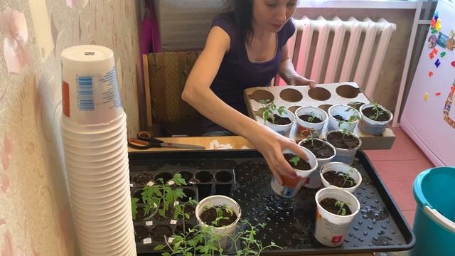 КУПИЛА ДАЧУ/ПОДГОТОВКА К ДАЧНОМУ СЕЗОНУ/ ПИКИРОВКА ТОМАТОВ/МОЯ РАССАДА/РАССАДА ТОМАТОВ И БАКЛАЖАН смотреть онлайн