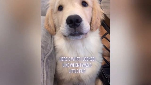 ❣️TOP Funniest and Cutest animals Baby Pretty Animals| Милые щенки и собачки милые животные 2