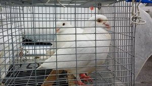 Ярмарка голубей /18.04.2021/ Птичий рынок. Ставрополь. 1 часть.