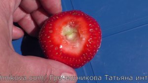 СКАЛА позднеспелый сорт клубники с растянутым плодоношением и ароматной ягодой