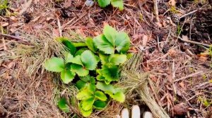 ПАН36. Наш биогумус для клубники. Применение биогумуса с триходермой. Уход за земляникой