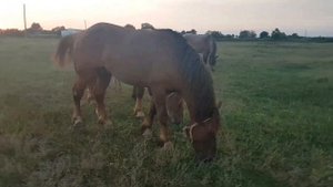 Продаются жеребцы-тяжеловозы