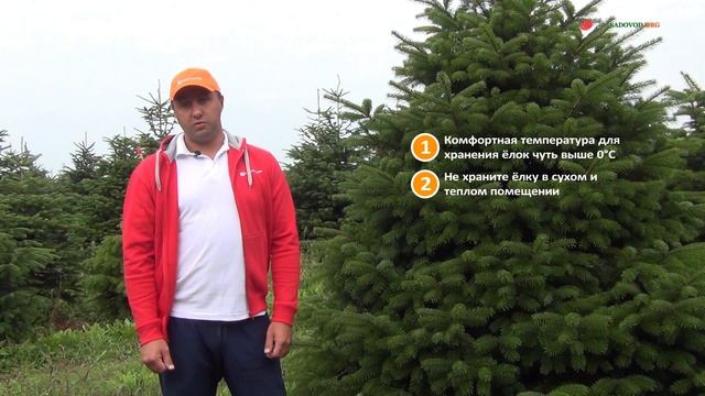 Как хранить живую новогоднюю елку смотреть онлайн