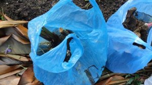 Канна, Гальтония. И никаких премудростей по укладке их на зиму.