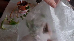 Укоренение черенка ампельной клубневой бегонии и перевалка.Часть 1-я