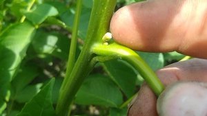 размещение цветочных почек на саженцах обычного и карликового ореха