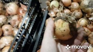 Лук на перо. Сорт Банко