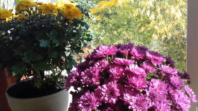 Хризантемы мультифлоры. Первый раз. Опыт в 2020. смотреть онлайн