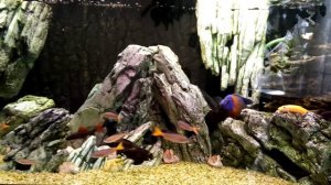 JUWEL RIO 400 + DEKSI + Tanganyika + Malawi + AquaEl Unimax 700