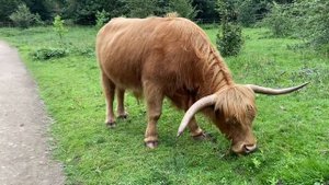 ПАРКИ АНГЛИИ | ГУЛЯЕМ ПО ЙОРКШИРСКОМУ ПАРКУ СКУЛЬПТУР | YORKSHIRE SCULPTURE PARK