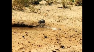 Minuscule - The Dung Beetle Battle