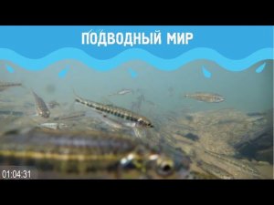 Подводный мир 2. Выпуск 4