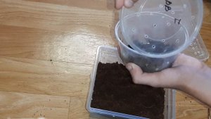 Пересадка ядовитого птицееда lampropelma borneo black//Переселение самого черного птицееда