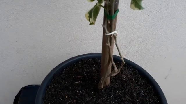 Bougainville/Primavera variegata laranja.
