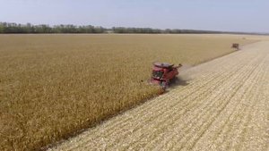 Уборка кукурузы зерноуборочным комбайном CASE IH 40 серии
