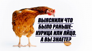 Ученые наконец-то выяснили, что было раньше — курица или яйцо