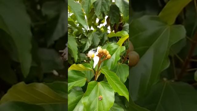 Busy bees working in Achiote trees