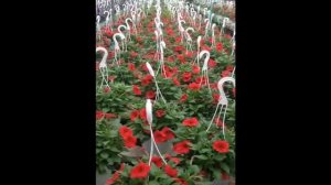 Red Petunias.SALE 2012: 1864 S Easton Rd. Doylestown, PA: orserlandscaping.com