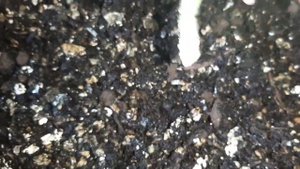 ❗Черенкование петунии осенью в условиях городской квартиры???Второгодники!?Собираю семена??