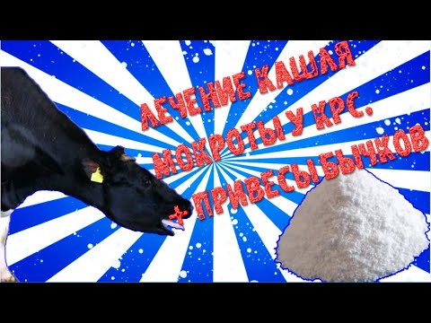 лечение кашля и мокроты у КРС привесы бычков за месяц.