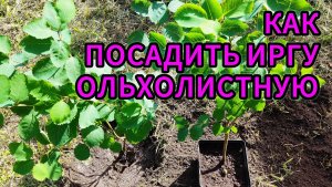 🌳 Забудьте про Голубику! Эта ягода Вкуснее и Проще в уходе!🔥 Суперфуд с вашего участка: Ирга!