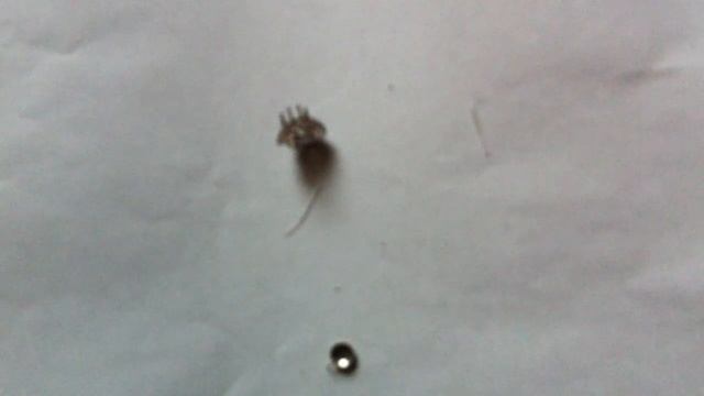 Разбор радиолампы 6К4П смотреть онлайн