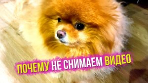 Что со шпицем Бэллой? Куда мы пропали? Как моем собак после прогулки