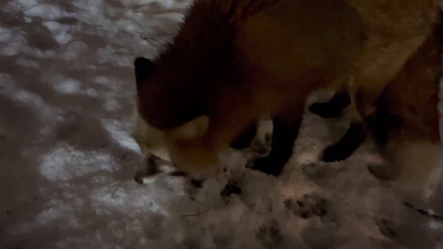 Ли Сяо / Alice the Fox Лиса Алиса (Когда хочется зарыться поглубже в снег) смотреть онлайн