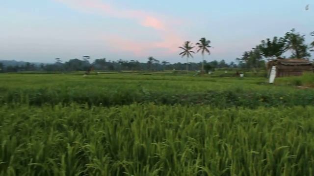 Rizières à perte de vue à Ubud (Bali) смотреть онлайн