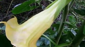 ANGELS GOLDFACE BRUGMANSIA