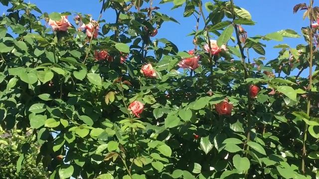 Роза Barock. Цветение с 22 мая по 29 мая 2022г смотреть онлайн