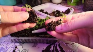 БАКОПА.КАК РАСПИКИРОВАТЬ БАКОПУ.2022