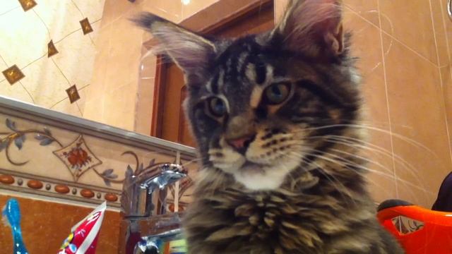 Мейн кун -Gangster Grant 5 месяцев смотреть онлайн