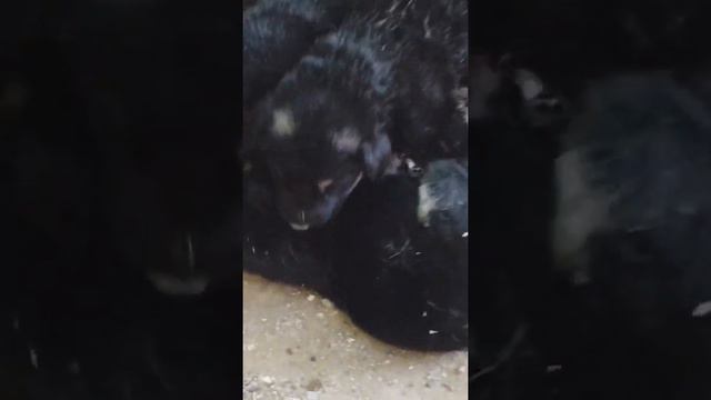 Моя собака родила щенков Овчарак❤️😎 смотреть онлайн