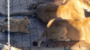 Абхазия. Парк львов "Прайд" (честный отзыв) Abkhazia. Pride Park. Гудаута. село Аацы.