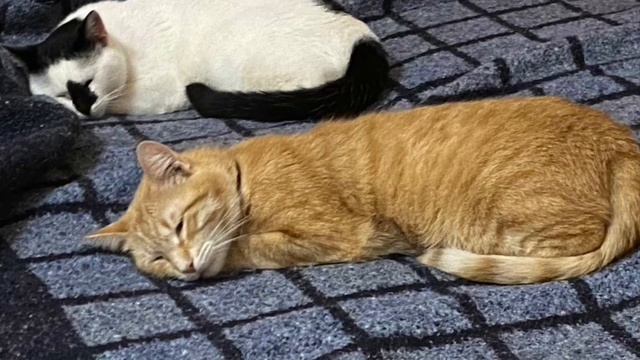 ЛЮДИ! ПОМОГИТЕ! КУБАНЦЫ ПОТЕРЯЛИСЬ ВО ВРЕМЕНИ😂ОЛЮНЯ И КОТЮНЯ.