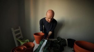 Пересадка фикуса лирата: мастер-класс от Иванова