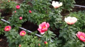 Peony Lovely Rose - www.peonyshop.com