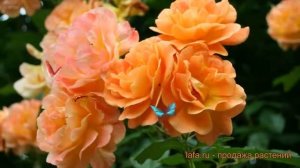 Роза парковая Вестерленд (rosa vesterlend) ? Вестерленд обзор: как сажать, саженцы розы Вестерленд