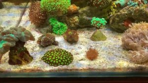 Проблемы с зоантусами, почему-то стали коричневыми. Раков отшельников больше нет. Цианобактерии.